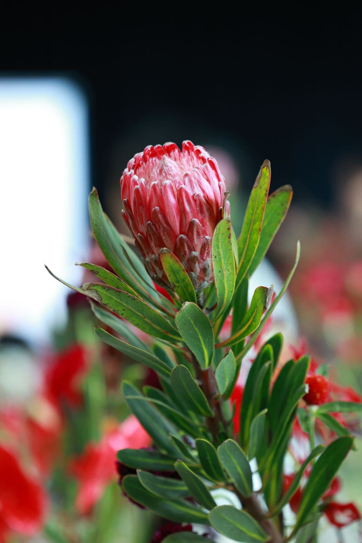 A protea flower in close-up bloom